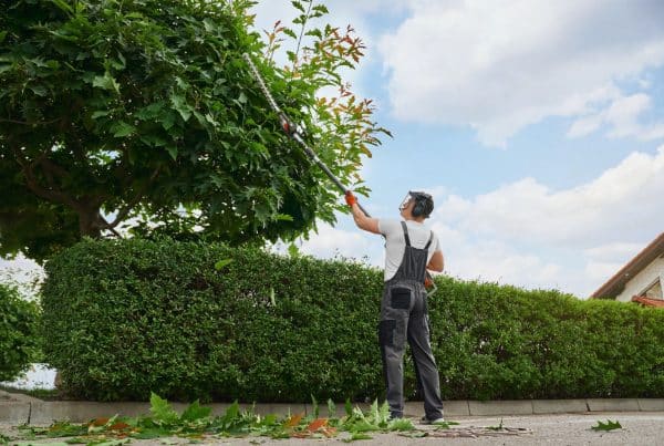 5 Best Ways To Take Care of Your Trees To Keep Them Healthy