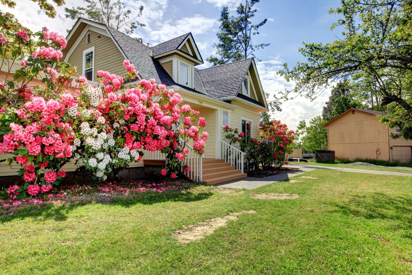 A side-view of a home with yellow siding. Next to the house sit large bushes of pink and white flowers.