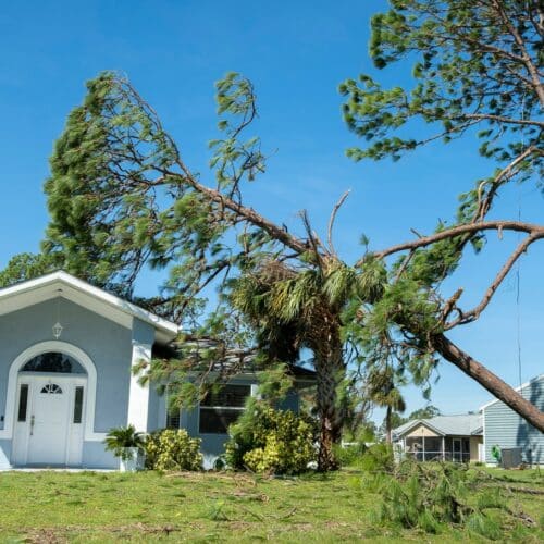 home improvement contractors A fallen tree leans against a blue house with a white front door. Broken branches lay in the front yard.