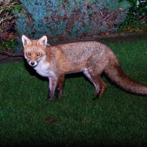 helloproject A red fox stands in the middle of a grassy backyard at night. There is a light shining on the fox with shrubs behind it.