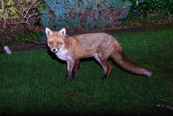 A red fox stands in the middle of a grassy backyard at night. There is a light shining on the fox with shrubs behind it.