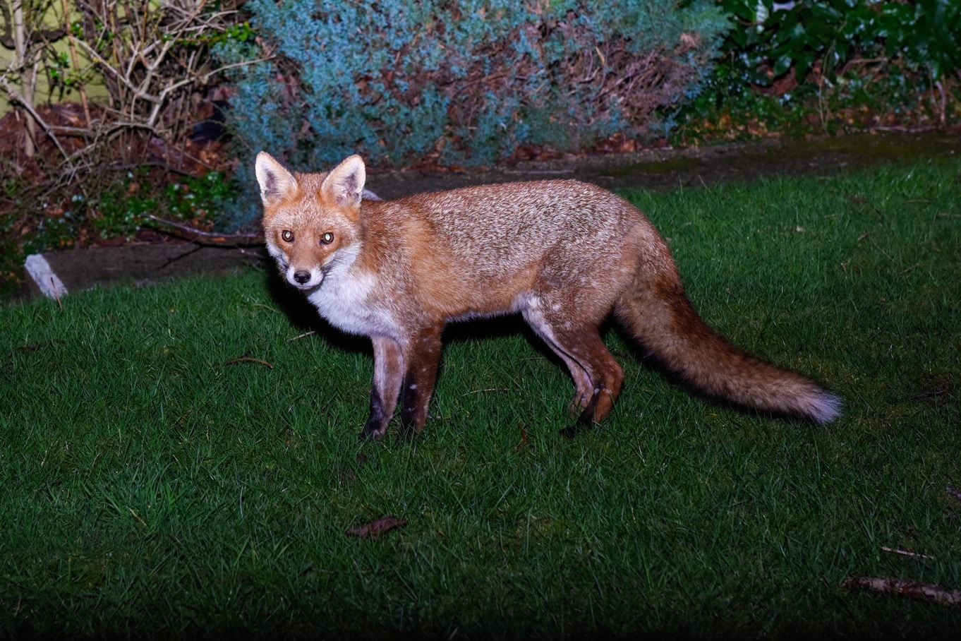 A red fox stands in the middle of a grassy backyard at night. There is a light shining on the fox with shrubs behind it.